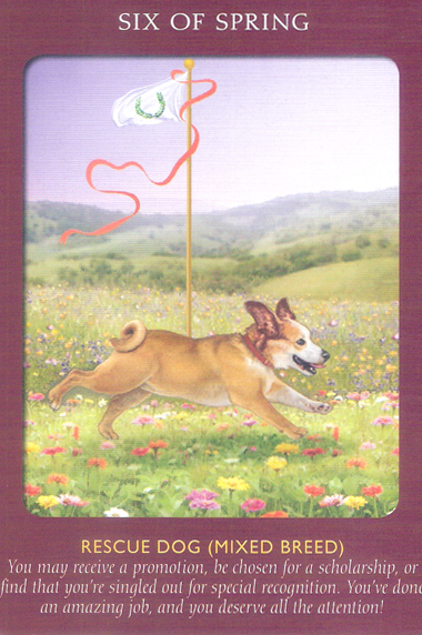 Animal Tarot Cards