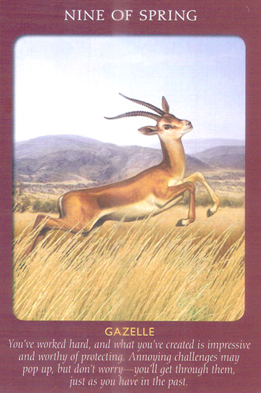 Animal Tarot Cards