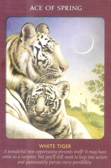 Animal Tarot Cards