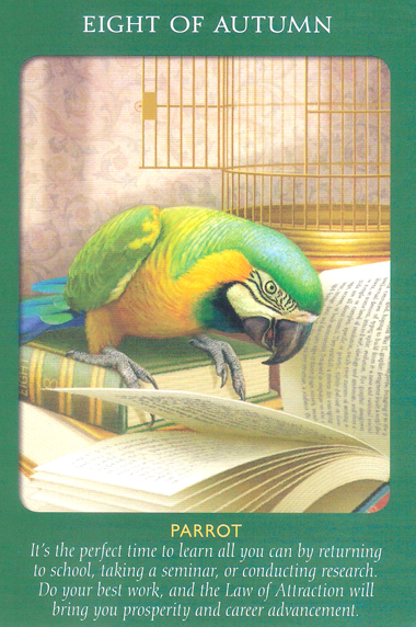 Animal Tarot Cards