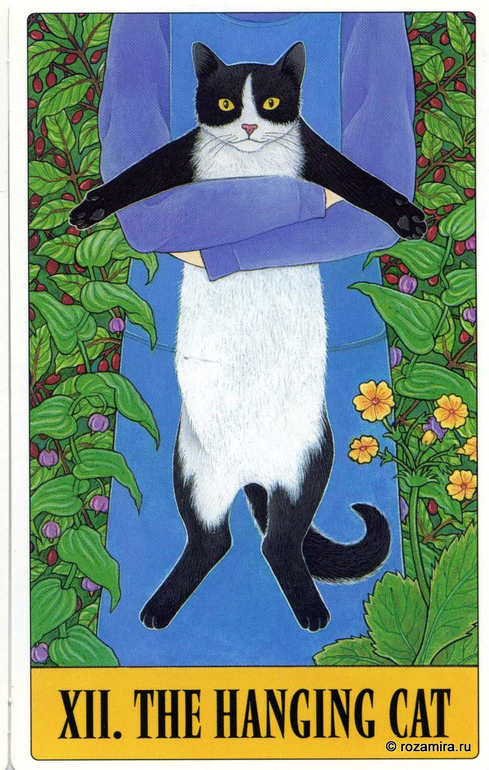 Tarot for Cats