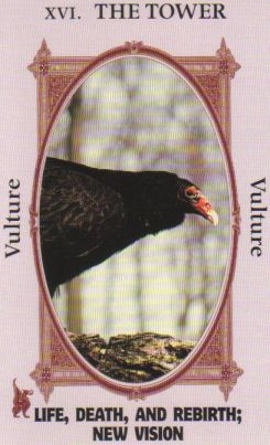 Animal Wise Tarot