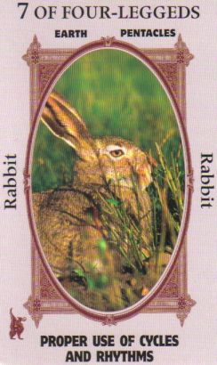 Animal Wise Tarot