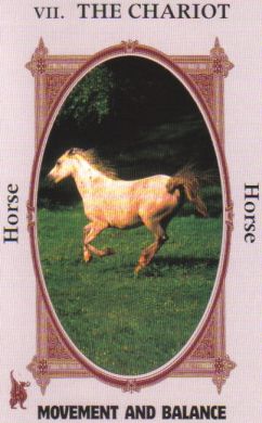 Animal Wise Tarot