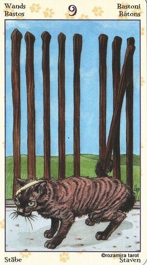 Tarot of Pagan Cats