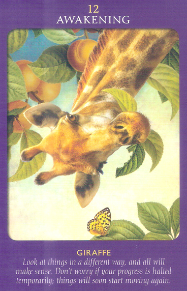 Animal Tarot Cards