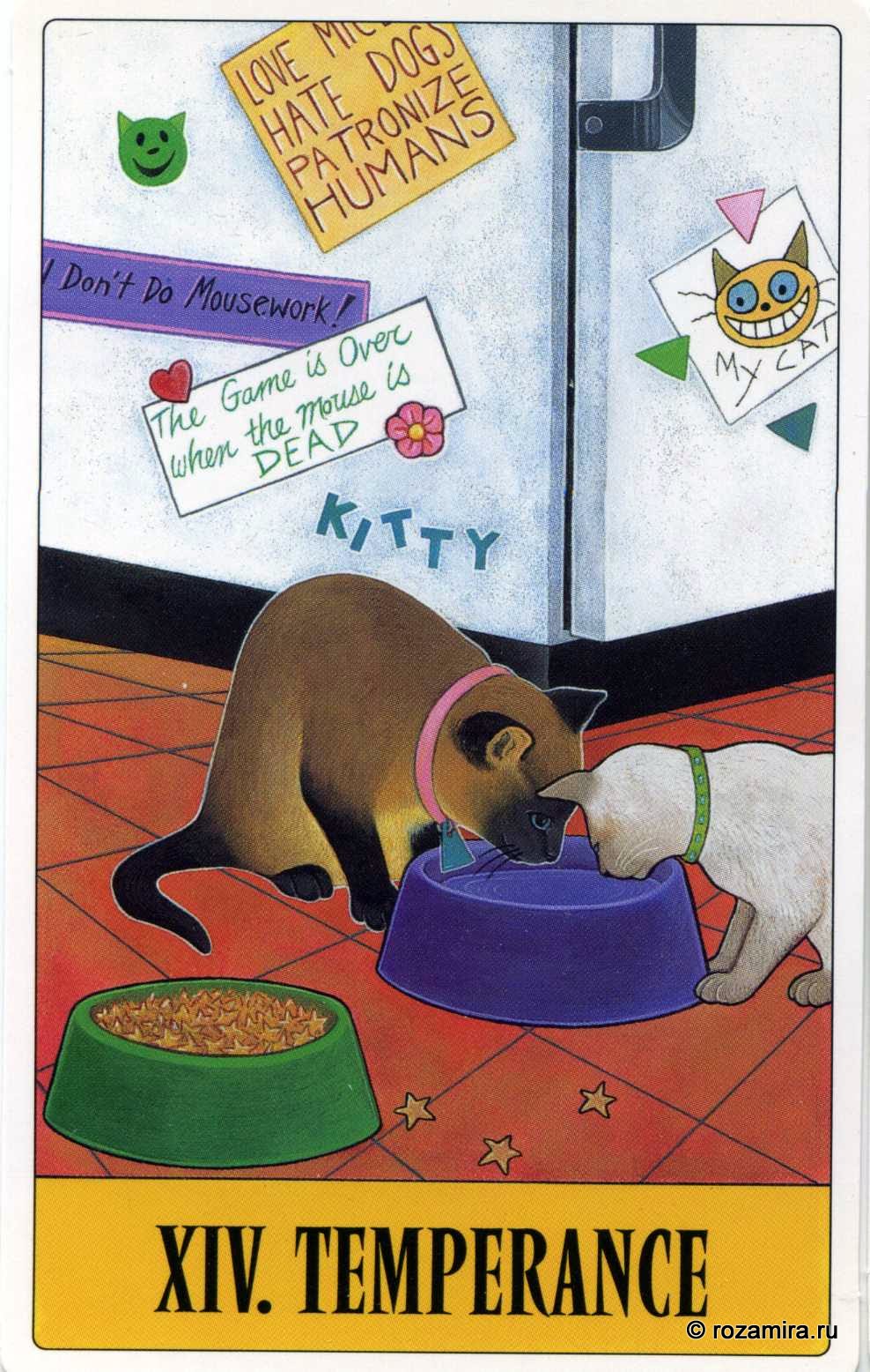 Tarot for Cats